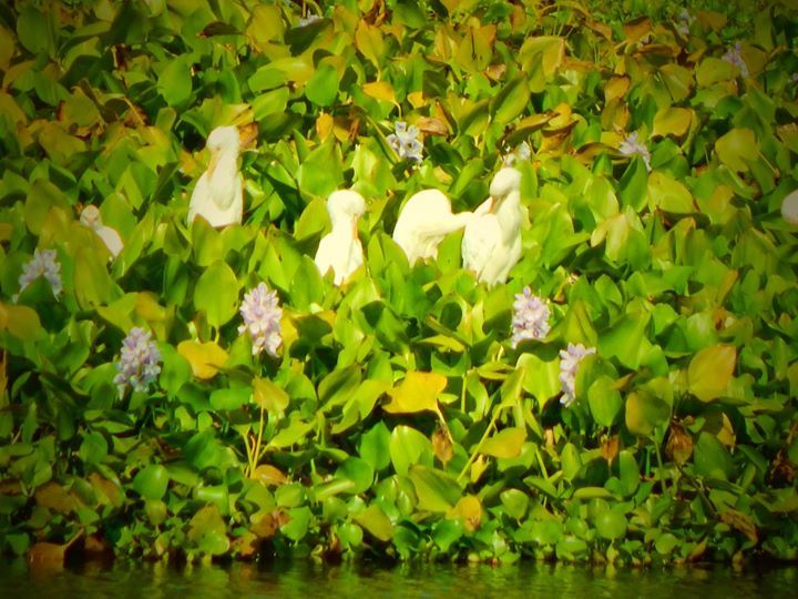 Photo of Trip to the second largest river island in the world – MAJULI 4/29 by Bikashjyoti Pathak