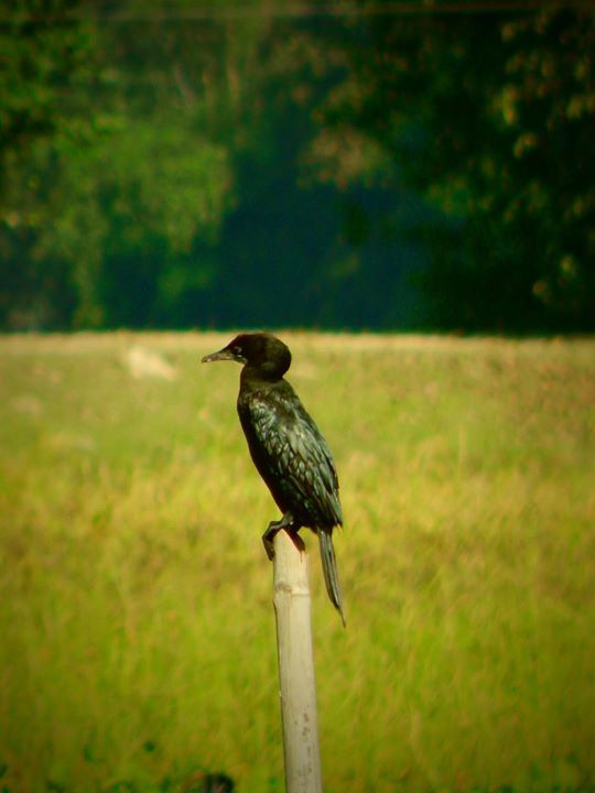 Photo of Trip to the second largest river island in the world – MAJULI 6/29 by Bikashjyoti Pathak