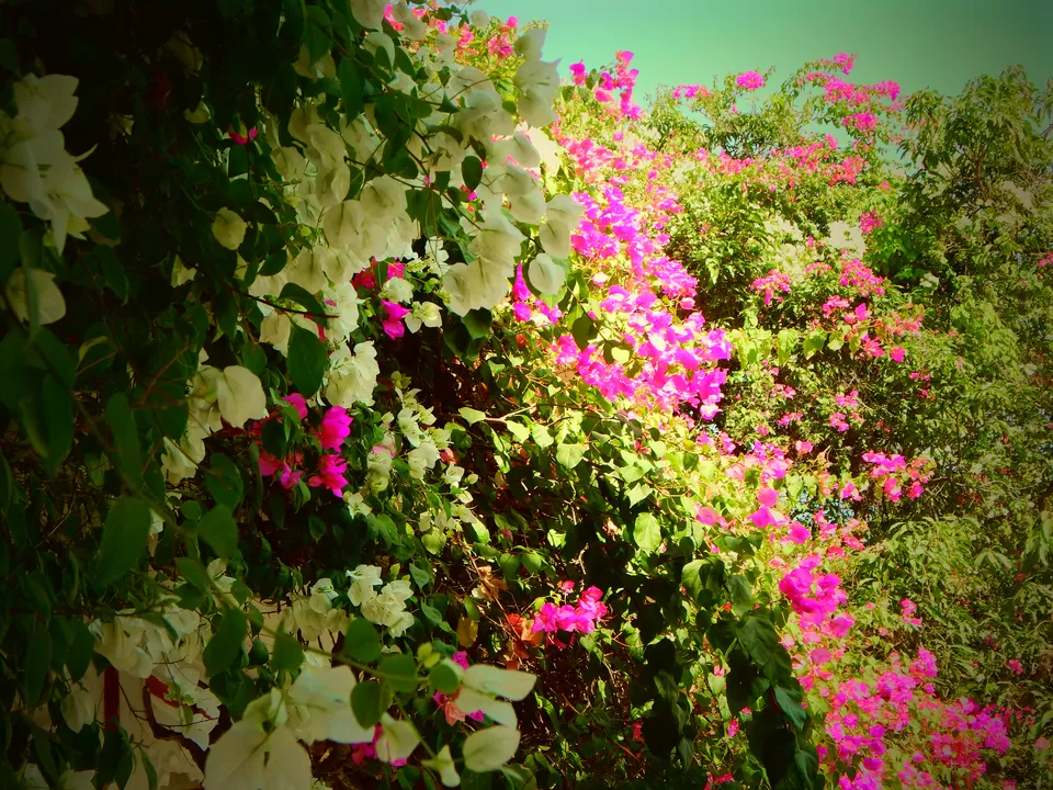 Photo of Sahelion Ki Bari, Salehiyon Ki Bari, Udaipur, 313001, India by Bikashjyoti Pathak