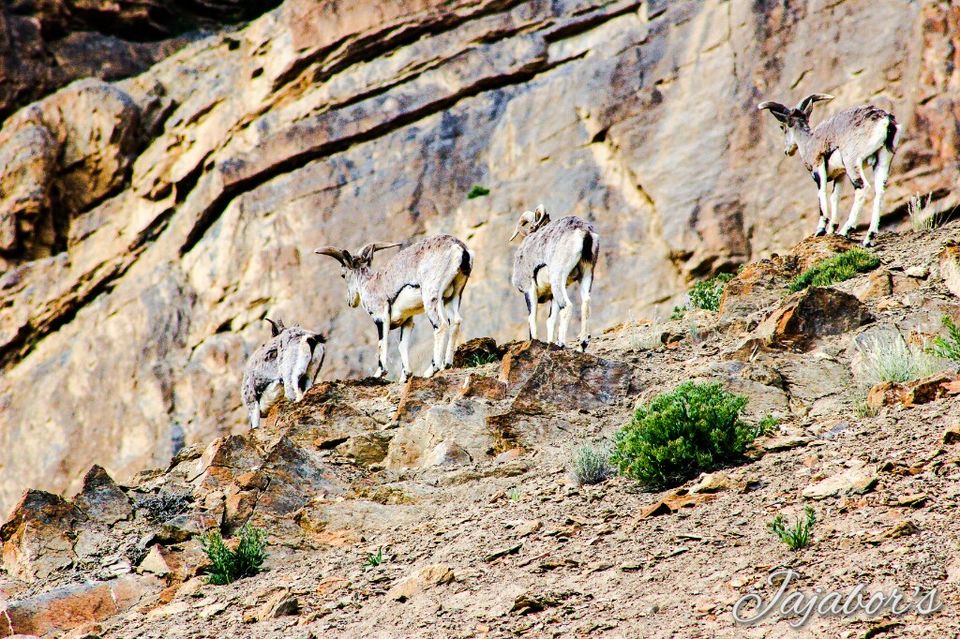 Photo of The Middle Land-IV 18/19 by Bikashjyoti Pathak