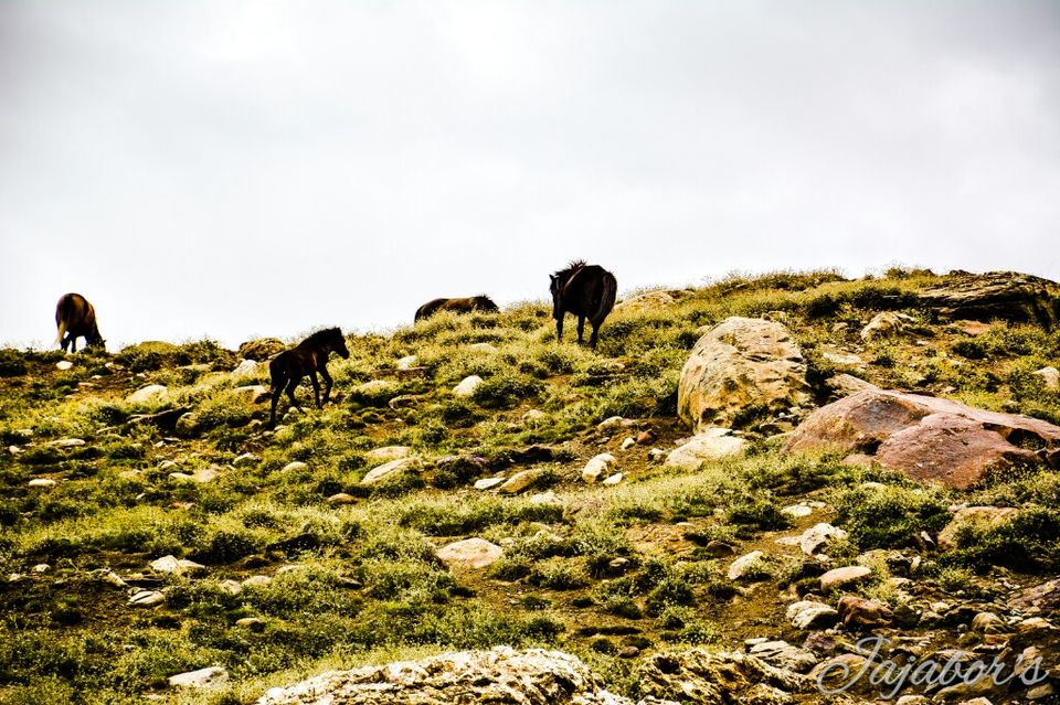 Photo of The Middle Land-V 2/11 by Bikashjyoti Pathak