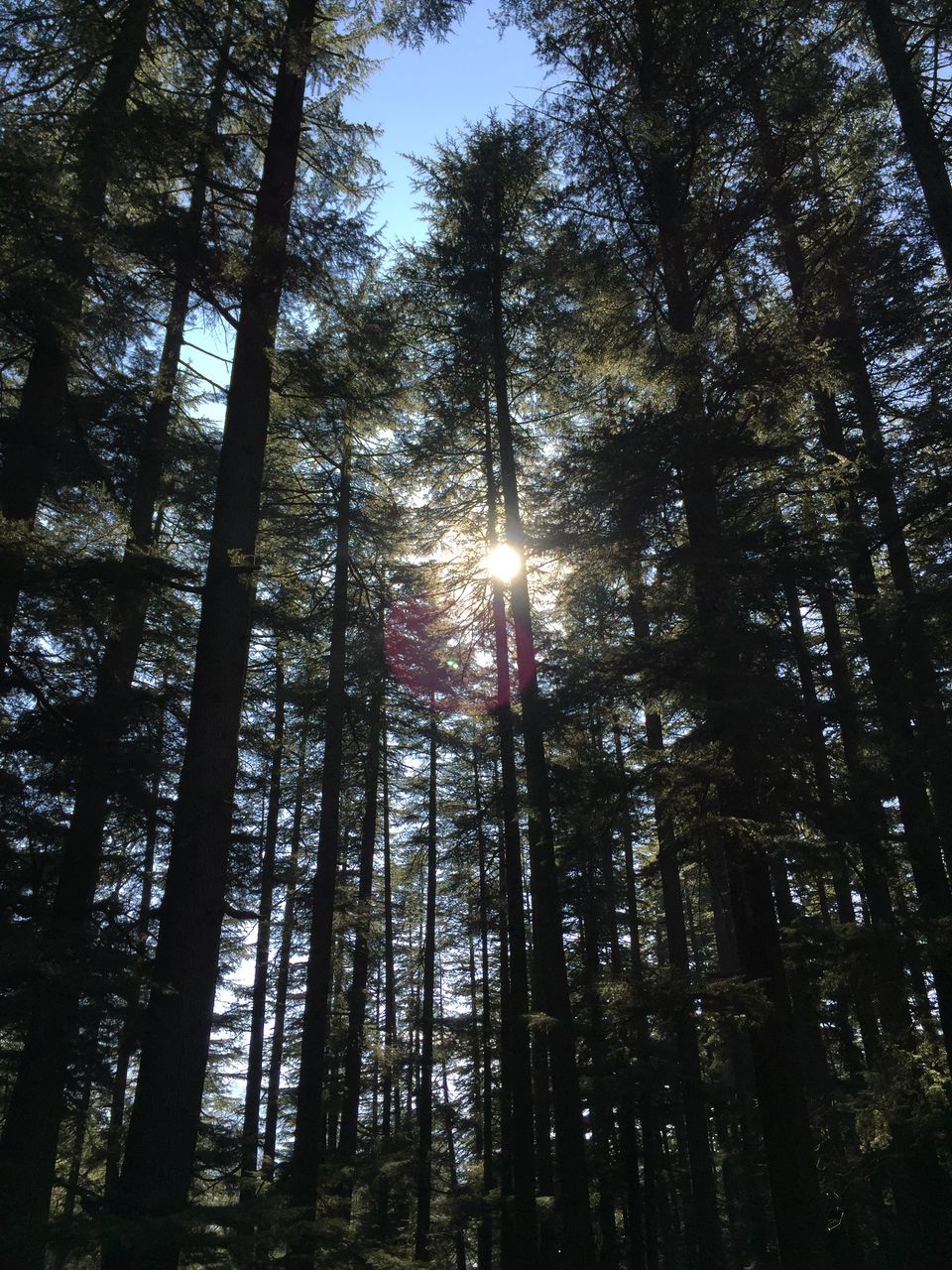 Photo of Manali: Beauty Worth A Million Dollar Painting 26/35 by Shambhavi Mishra