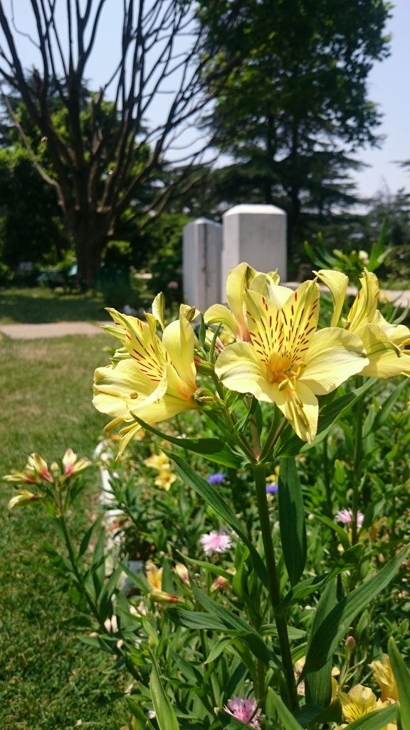 Photo of Quick Getaway to Chail and Sadhupul 16/16 by Shambhavi Mishra