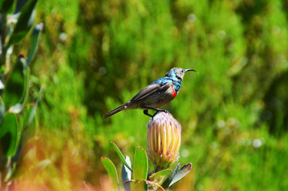 Photo of Cape Town, Western Cape, South Africa by Vaibhav Annam