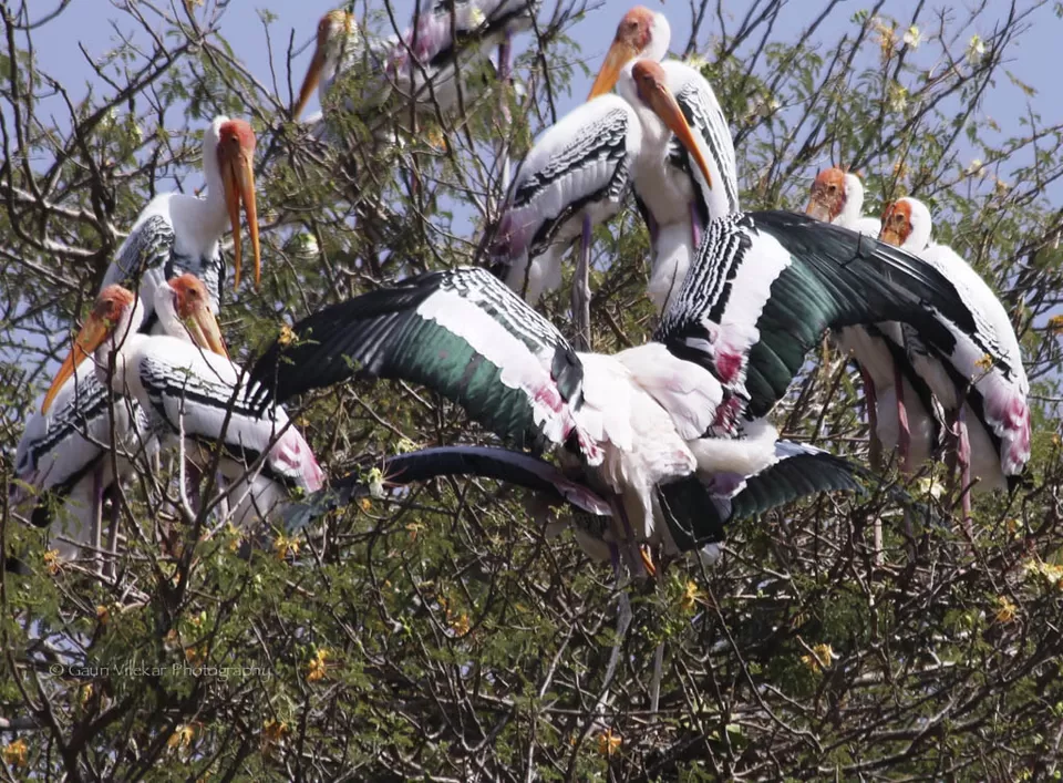 Photo of Ranganathittu Bird Sanctuary, Karimanti, Karnataka, India by Gauri