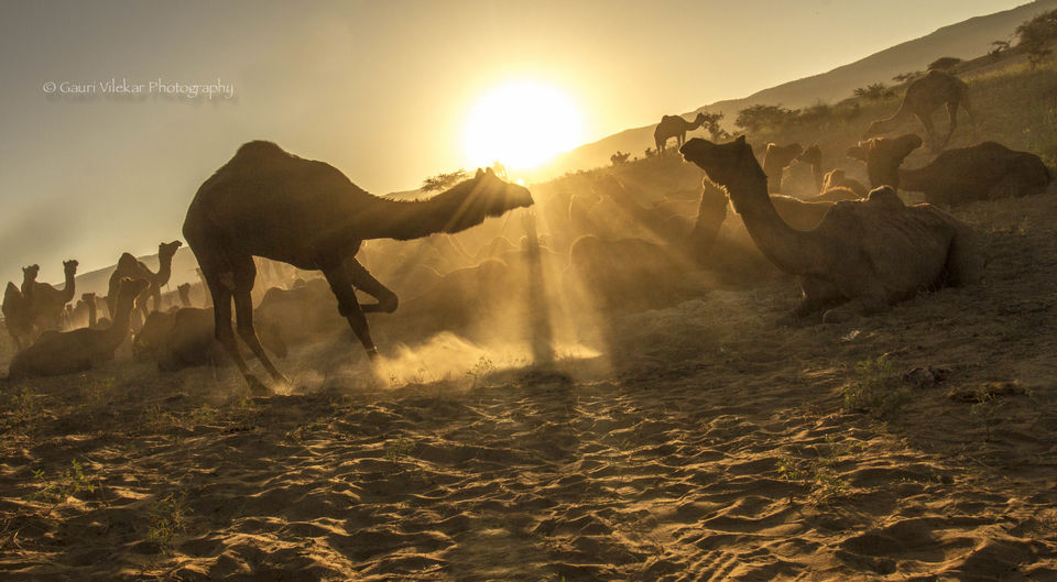 Photo of Pushkar through my lens 2/17 by Gauri