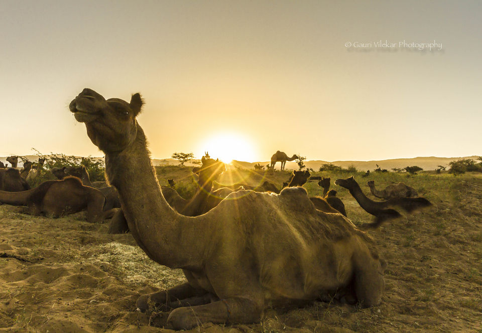 Photo of Pushkar through my lens 17/17 by Gauri