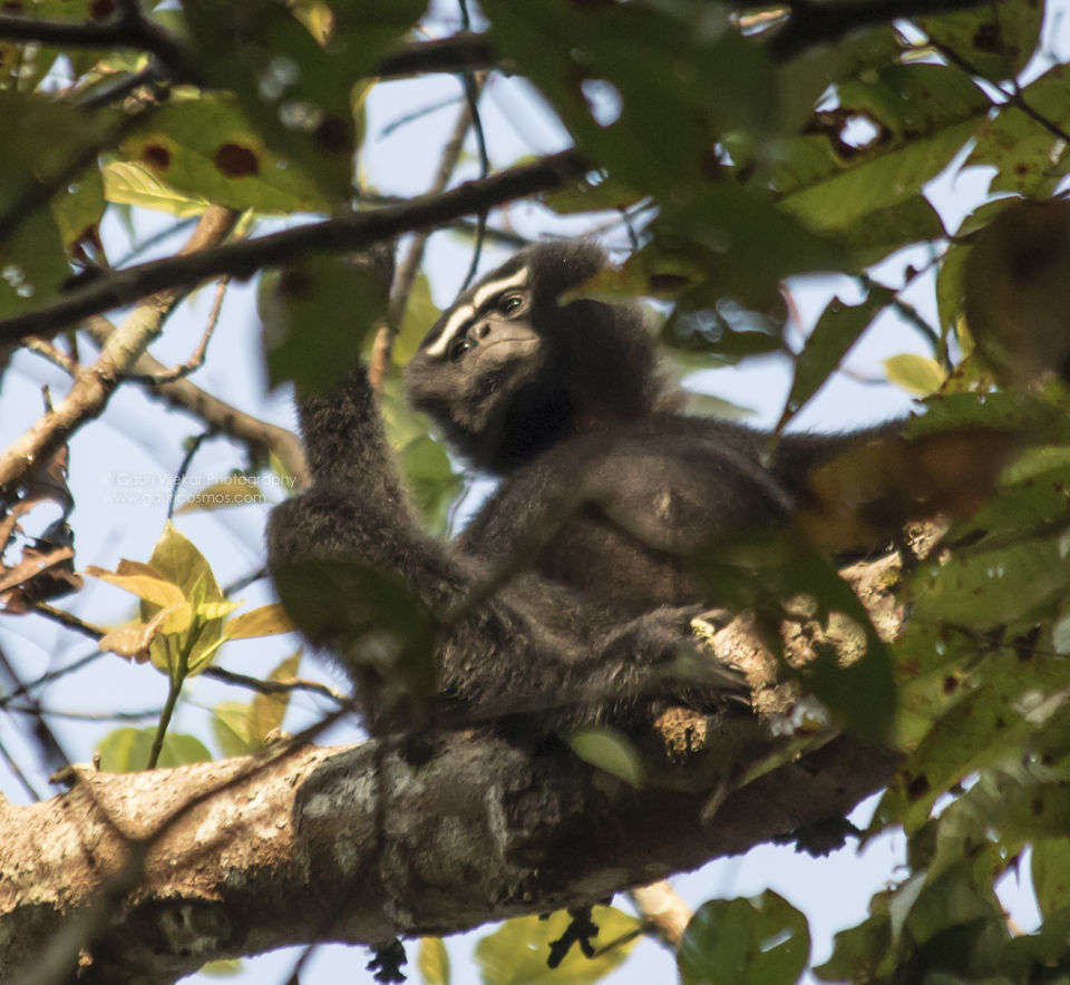Photo of The Gibbons of Hollongpar 1/5 by Gauri