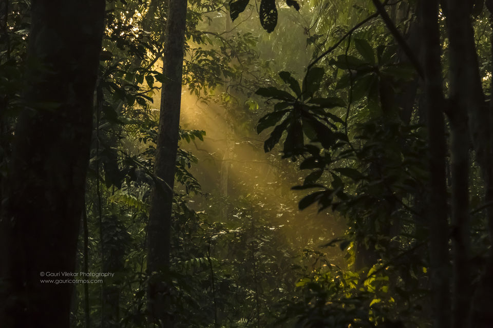 Photo of The Gibbons of Hollongpar 3/5 by Gauri