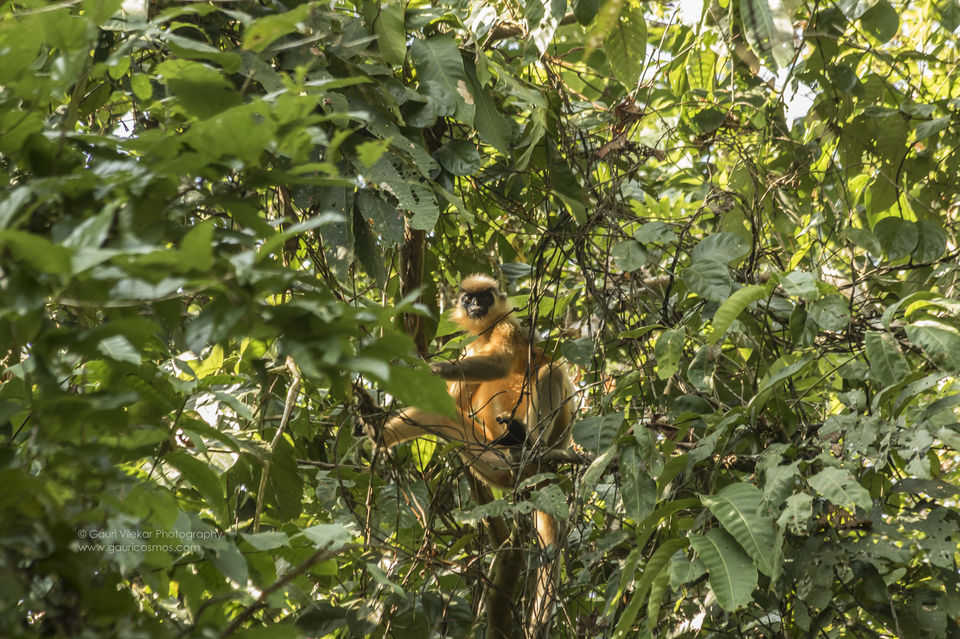 Photo of The Gibbons of Hollongpar 4/5 by Gauri