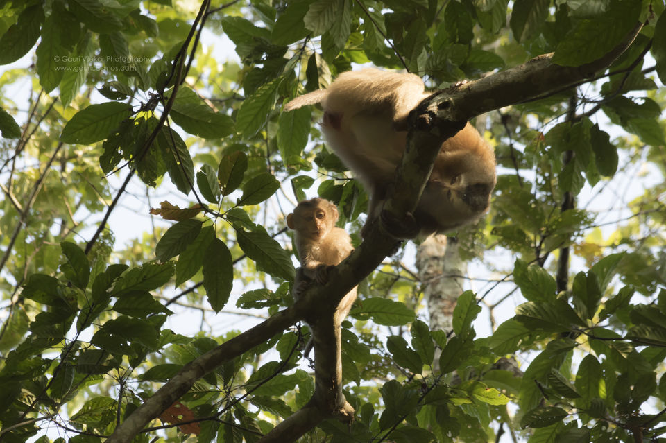 Photo of The Gibbons of Hollongpar 5/5 by Gauri