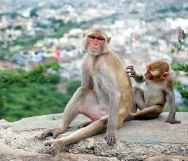 Photo of कसौली , हिमाचल प्रदेश के पर्यटन स्थल by KRIPA YADAV
