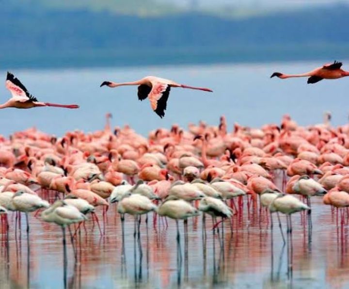 Photo of Porbandar Bird Sanctuary by KRIPA YADAV