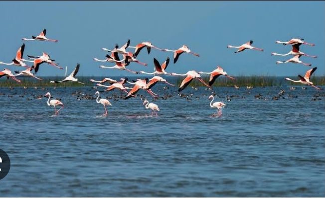 Photo of Porbandar Bird Sanctuary by KRIPA YADAV