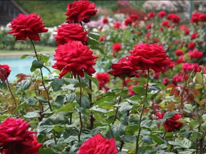 Photo of Rose garden, Civil Lines by KRIPA YADAV