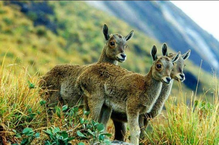 Photo of मुन्नार में घूमने के लिए
12 बेहतरीन खूबसूरत जगहें। by Kosha Yadav