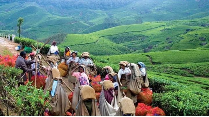 Photo of मुन्नार में घूमने के लिए
12 बेहतरीन खूबसूरत जगहें। by Kosha Yadav
