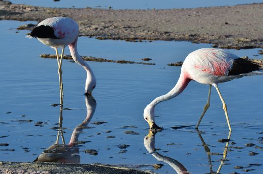 Photo of Chile: Sun Bathing In The Atacama Desert 1/10 by Alexandra Kovacova