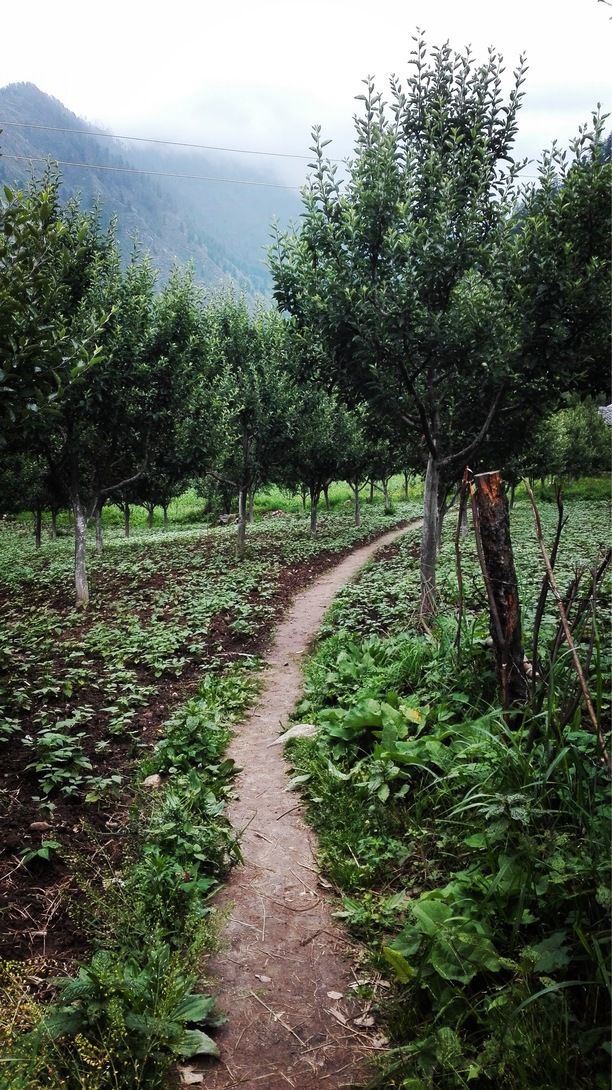 Photo of In The Study Of Energies In Nature; The Final Lesson Came Impending & Inevitable, Death 4/19 by Malvika Duhoon