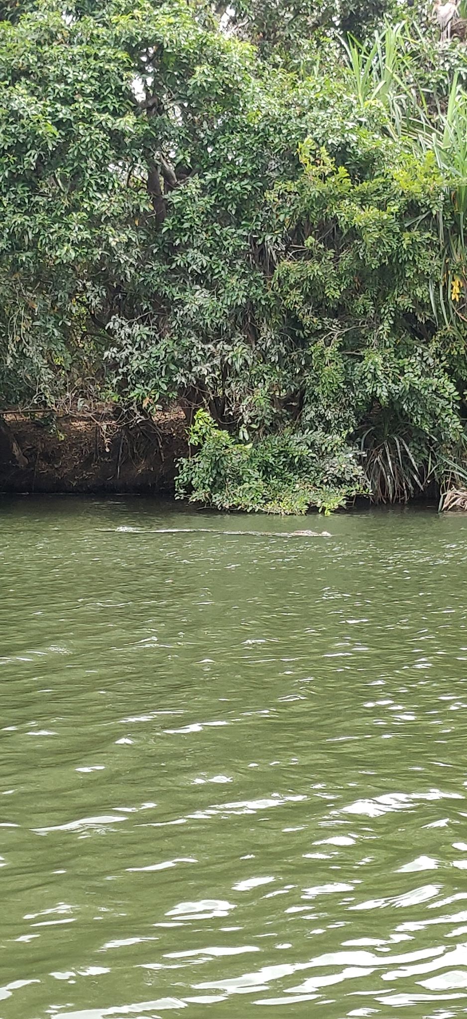 Photo of Ranganathittu Bird Sanctuary, Srirangapatna, Karnataka, India by Sauadi