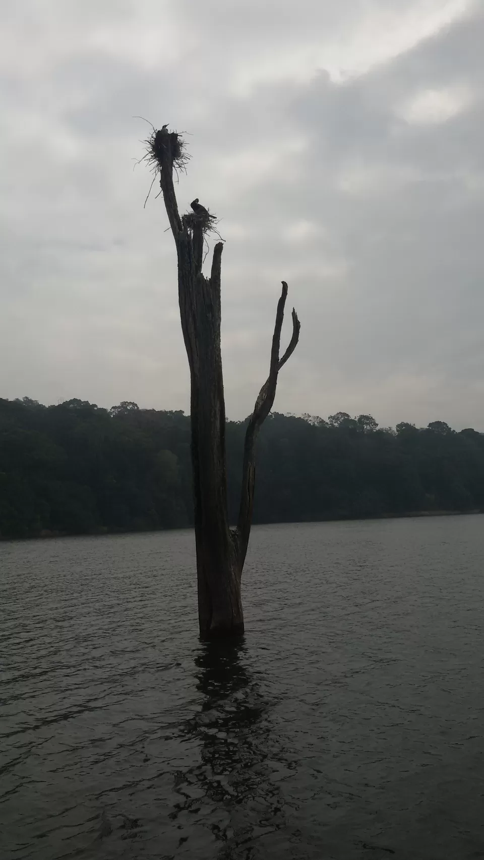 Photo of Periyar Tiger Reserve, Mlappara, Kerala, India by Garima Ujjainia