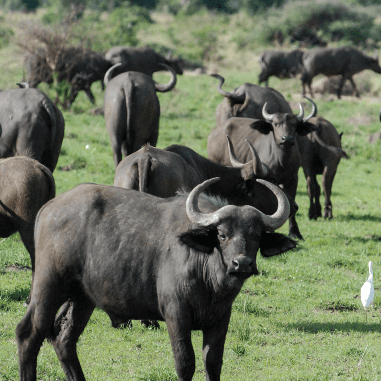 Photo of Uganda by Augustine