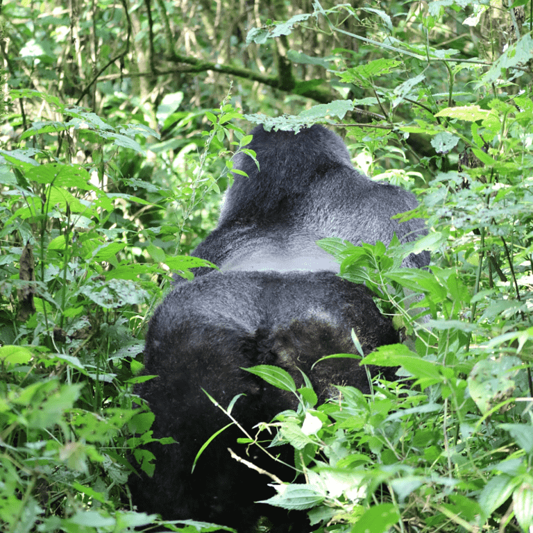 Photo of Bwindi Impenetrable Forest, Uganda by Augustine
