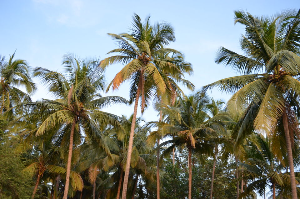 Photo of Quintessentially Goa! 1/5 by Arushi Kotecha