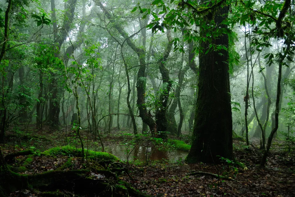 Photo of Mawphlang, India by Neehar Mishra