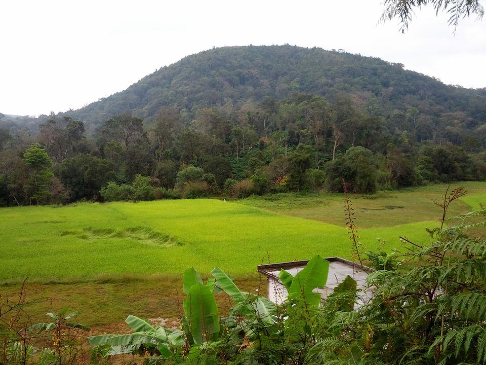 Photo of Coorg: Of coffee blossoms and cloudy retreats 2/8 by Krutika Behrawala