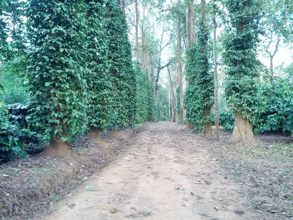 Photo of Coorg: Of coffee blossoms and cloudy retreats 5/8 by Krutika Behrawala