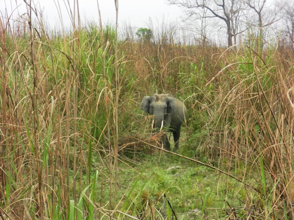 Photo of Kaziranga National Park, Assam, India by Shraddha Pandya