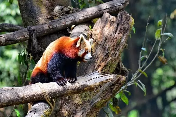 Photo of Darjeeling by Ayan deb