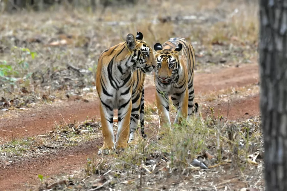 Photo of Tadoba National Park by Krusha Gala