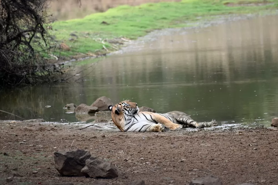Photo of Tadoba National Park by Krusha Gala