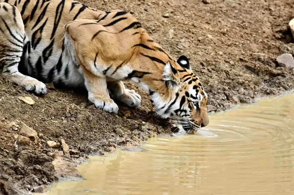 Photo of Tadoba National Park by Krusha Gala