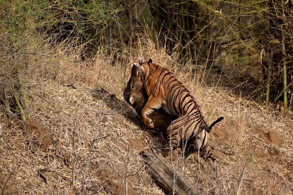 Photo of TADOBA : THE LAND OF TIGERS by Krusha Gala