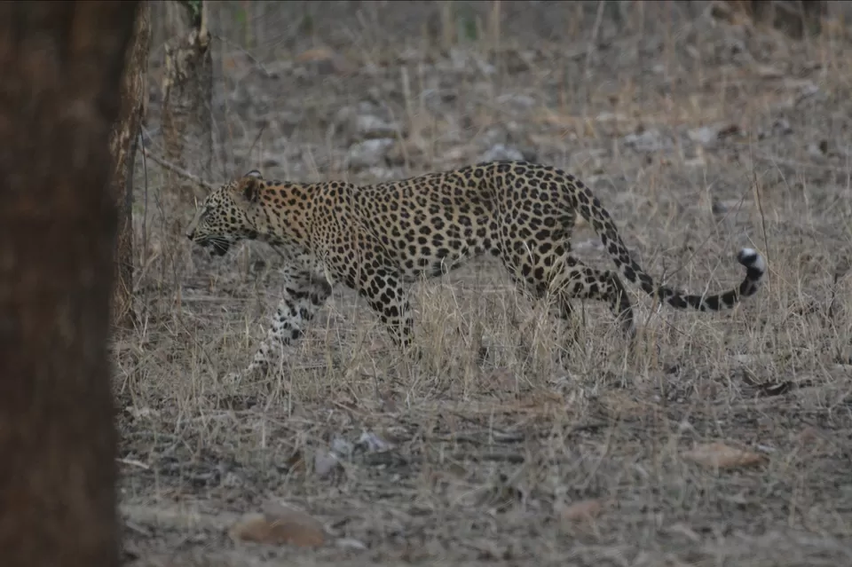 Photo of TADOBA : THE LAND OF TIGERS by Krusha Gala