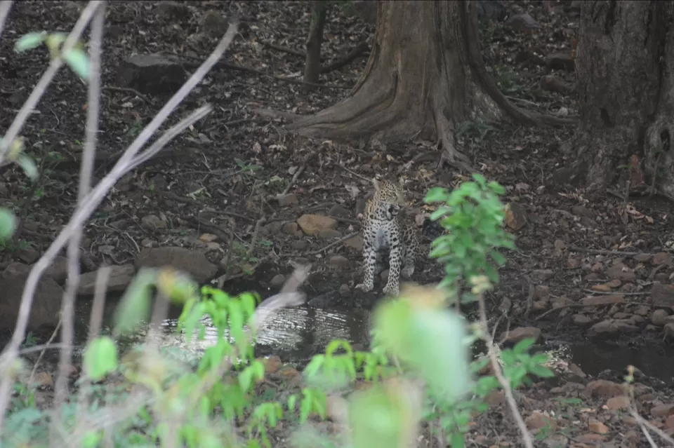 Photo of TADOBA : THE LAND OF TIGERS by Krusha Gala