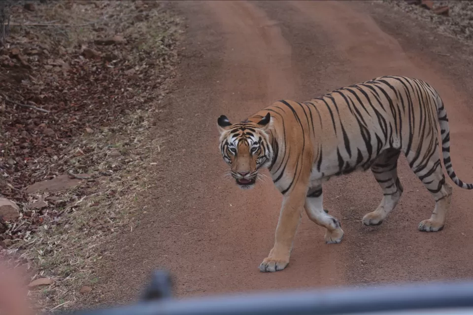 Photo of TADOBA : THE LAND OF TIGERS by Krusha Gala