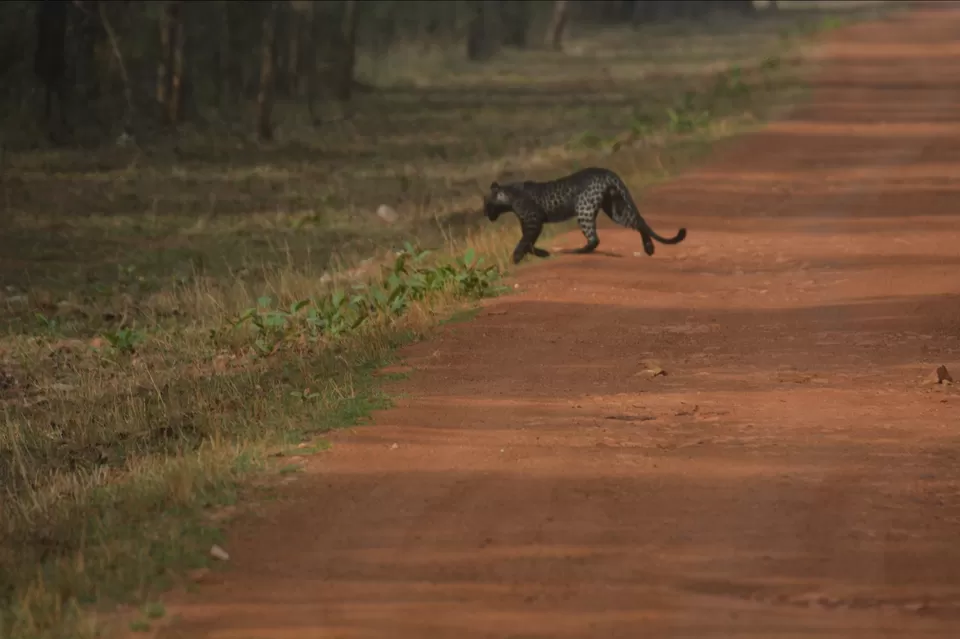 Photo of TADOBA : THE LAND OF TIGERS by Krusha Gala