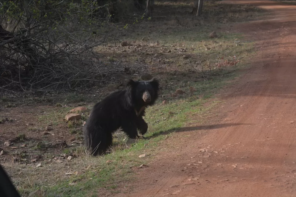 Photo of TADOBA : THE LAND OF TIGERS by Krusha Gala
