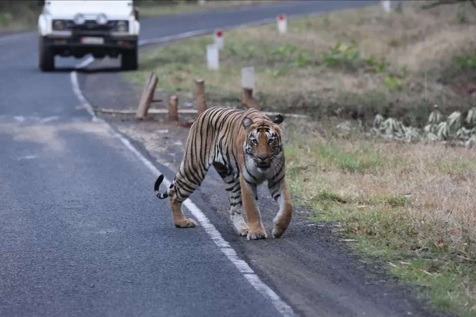 Photo of TADOBA : THE LAND OF TIGERS by Krusha Gala