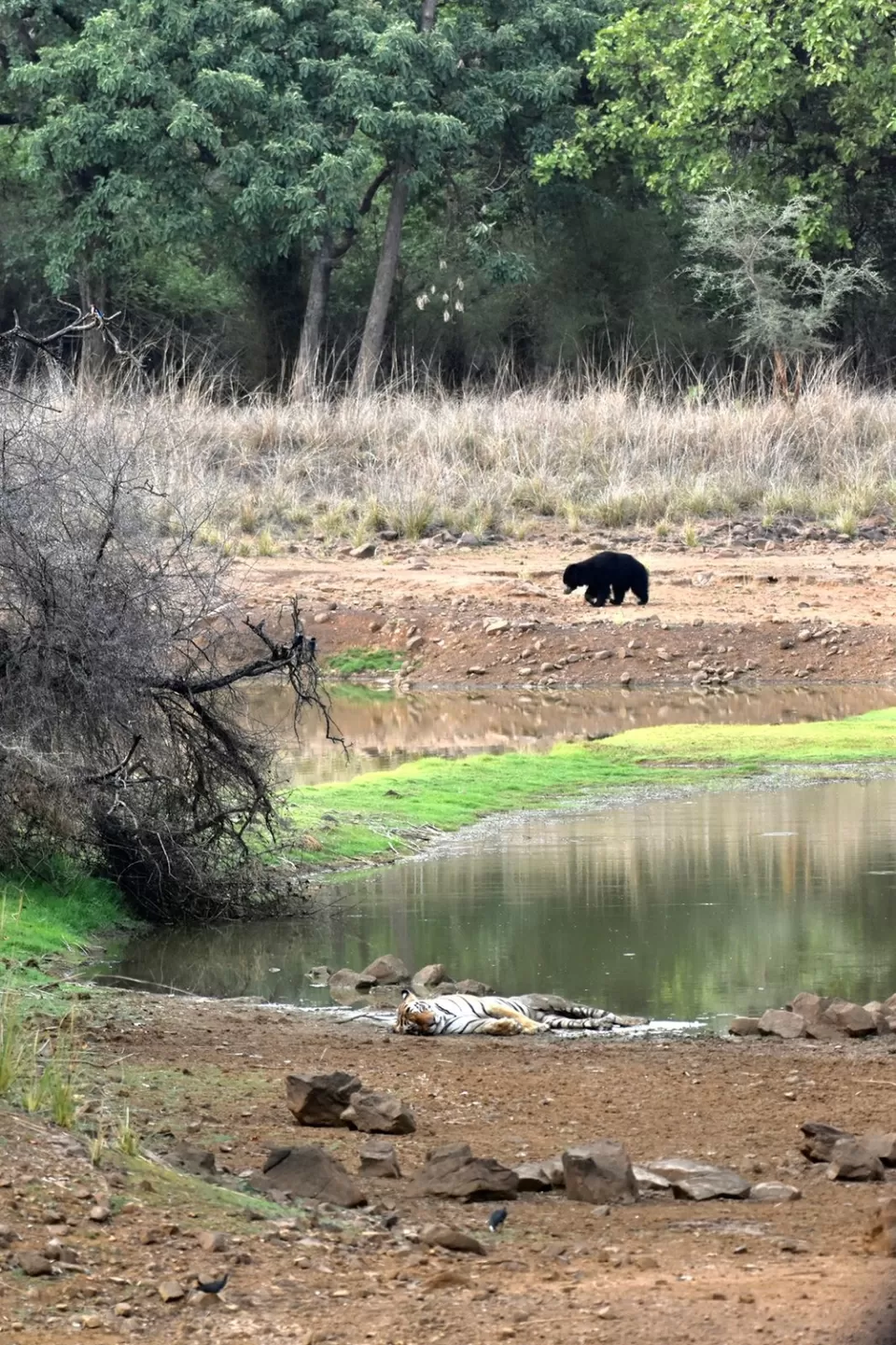 Photo of TADOBA : THE LAND OF TIGERS by Krusha Gala