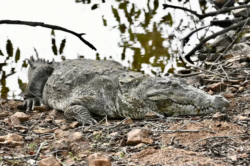 Photo of TADOBA : THE LAND OF TIGERS by Krusha Gala