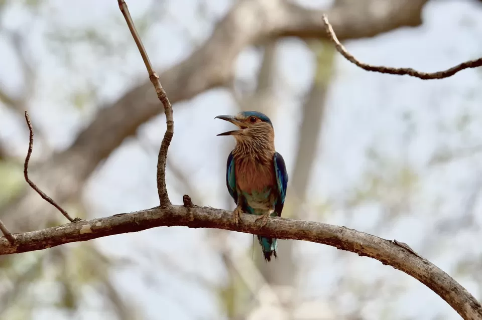 Photo of TADOBA : THE LAND OF TIGERS by Krusha Gala