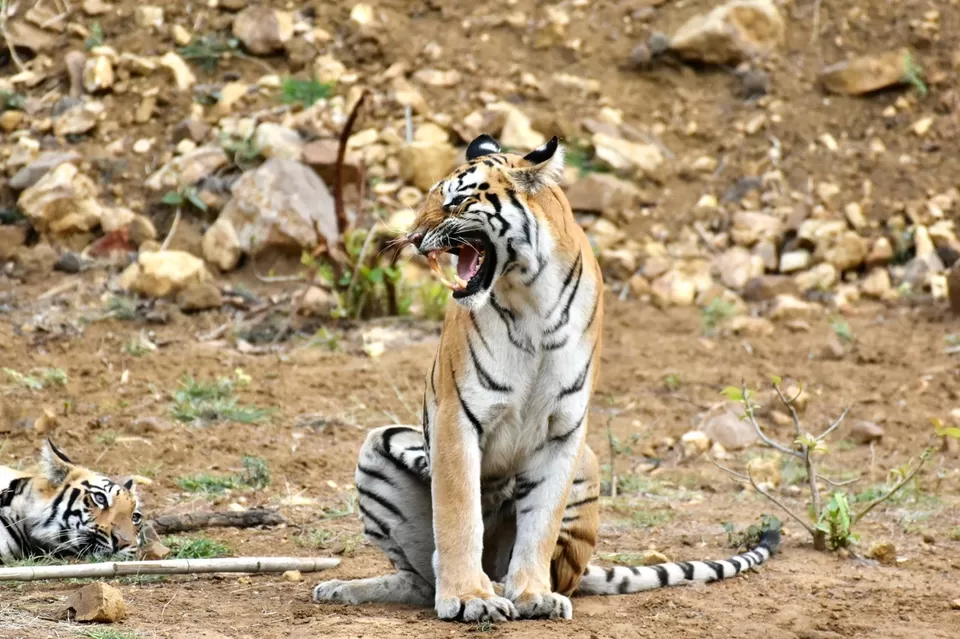 Photo of TADOBA : THE LAND OF TIGERS by Krusha Gala