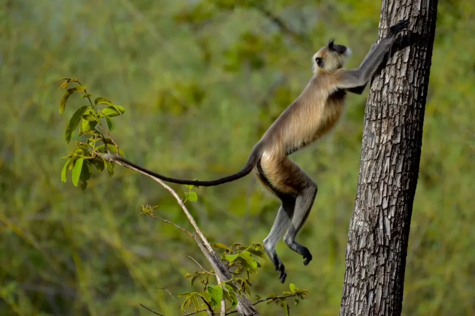 Photo of TADOBA : THE LAND OF TIGERS by Krusha Gala