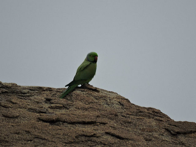 Photo of Hampi... yes, it exists! 12/37 by Rutuja Patil