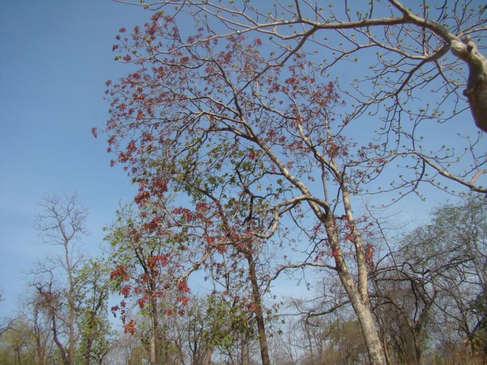 Photo of Satpura Tiger reserve 1/12 by Tempting Getaways